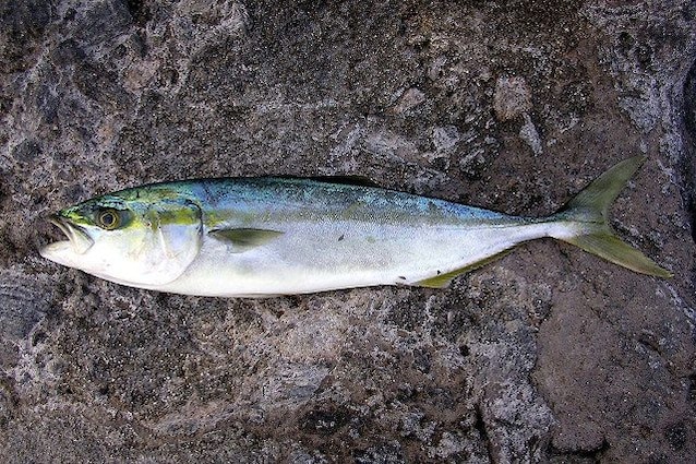 Seriola_quinqueradiata ricciola giapponese