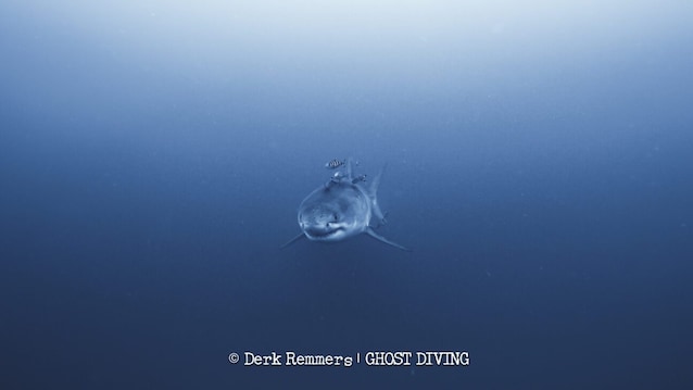 WhiteShark_DR-1-Derk-Remmers-1296x729