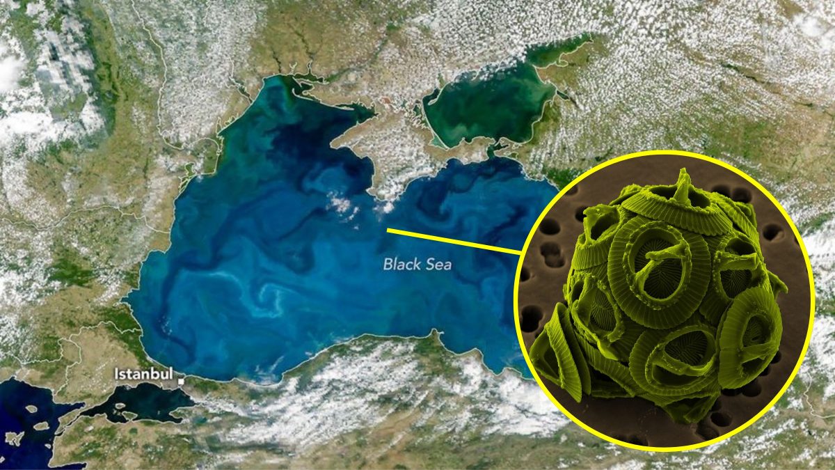 coccolitofori mar nero