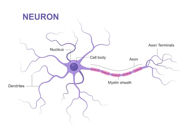 connessioni neuronali