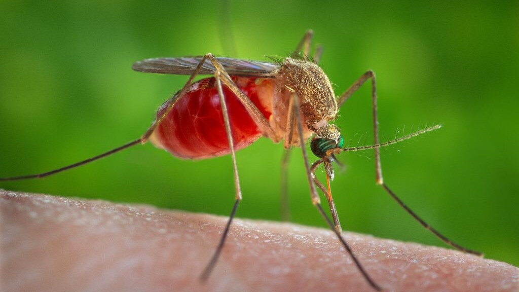 zanzare-Culex-quinquefasciatus-debug