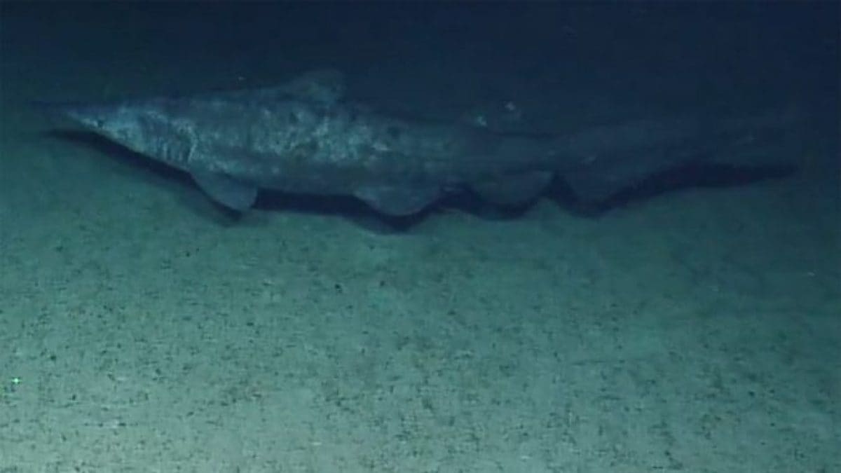 manoa-soest-goblin-shark