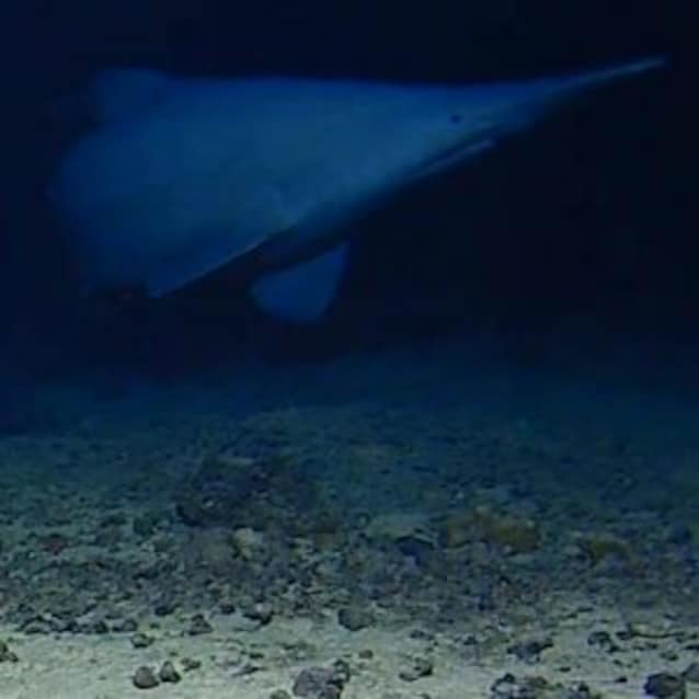 manoa-soest-goblin-shark-thmb-300x300