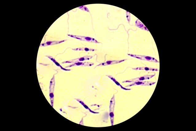 protozoo lehismania