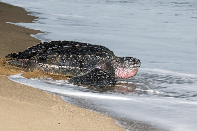 tartaruga liuto