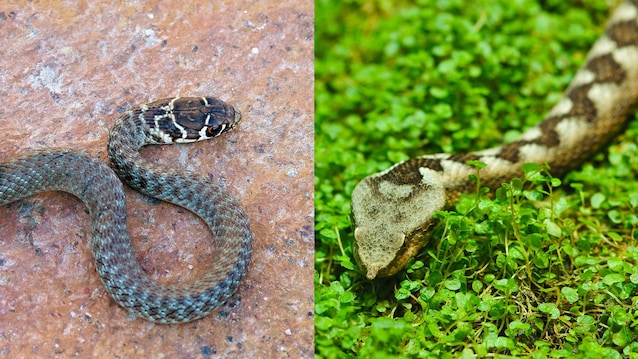 testa vipera biscia