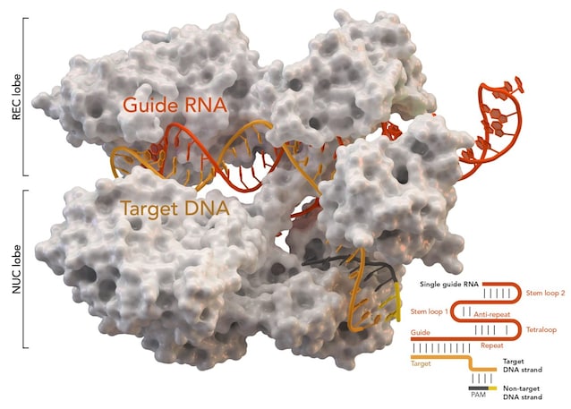 CRISPR/Cas9
