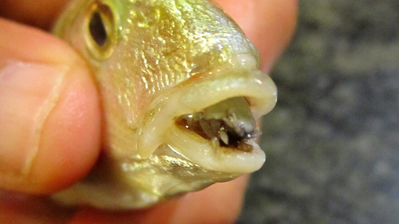 Pidocchio mangialingua
