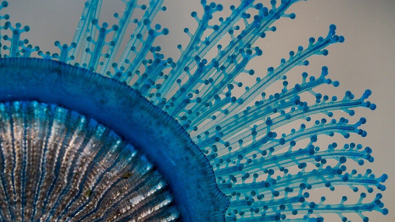 Dettaglio tentacoli bottone blu