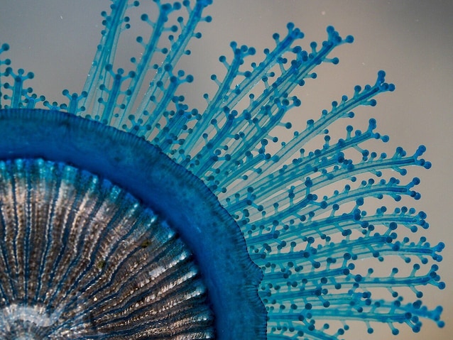 Dettaglio tentacoli bottone blu