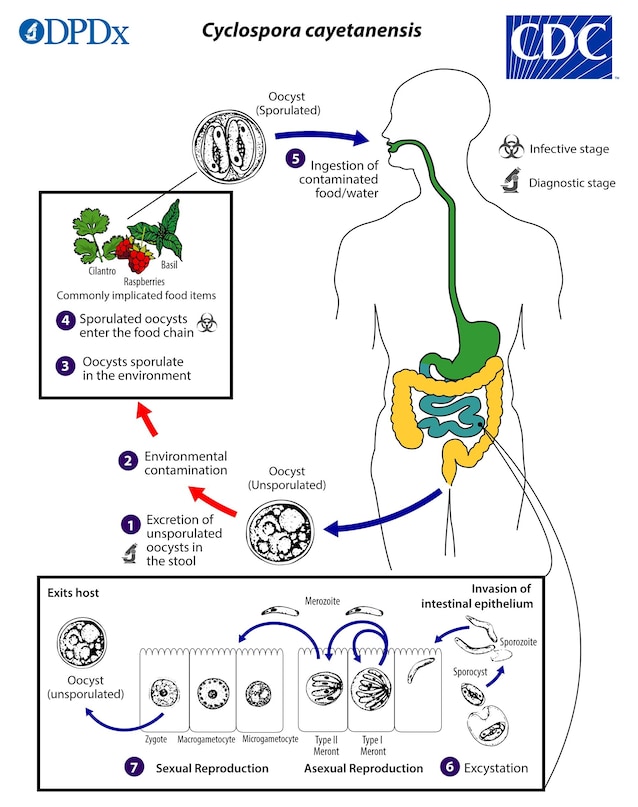 Cyclosporiasis_LifeCycle_lg