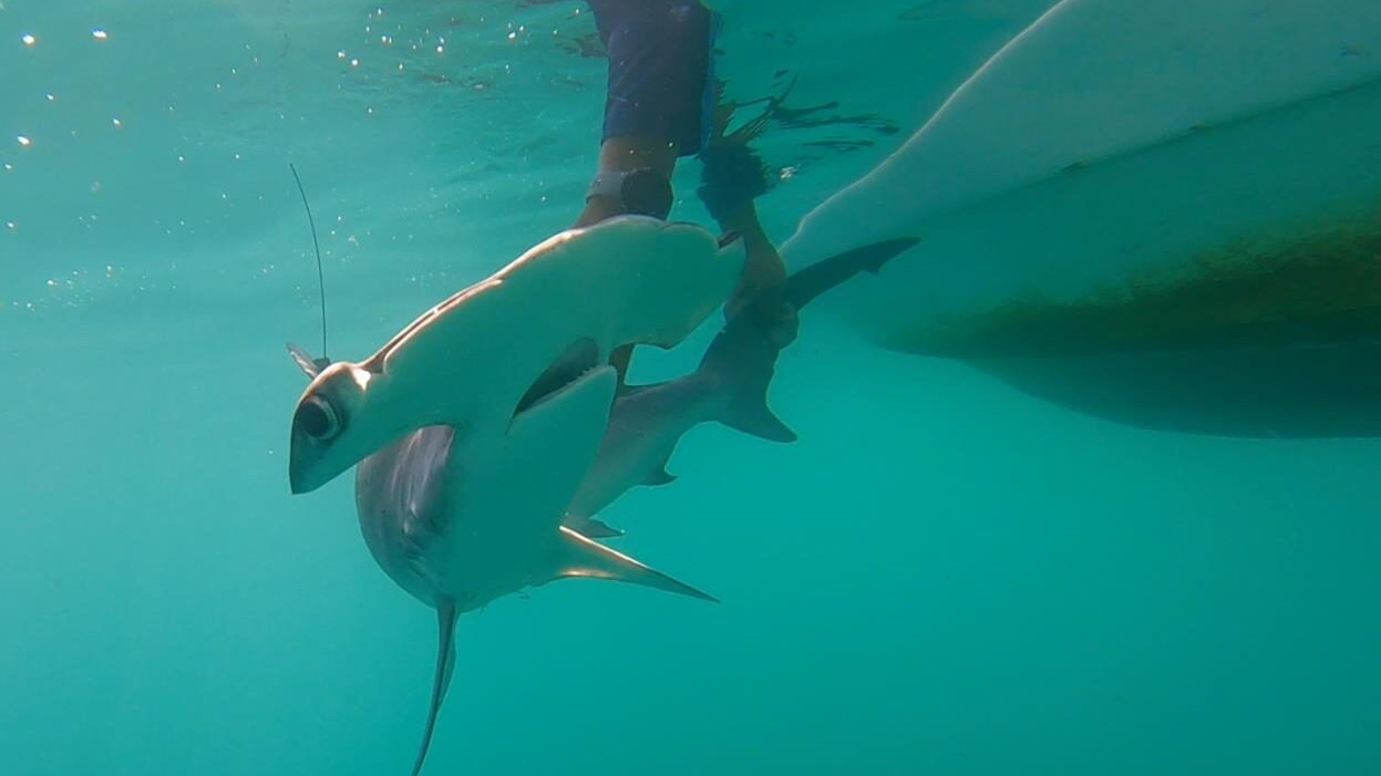 Hammerhead-underwater