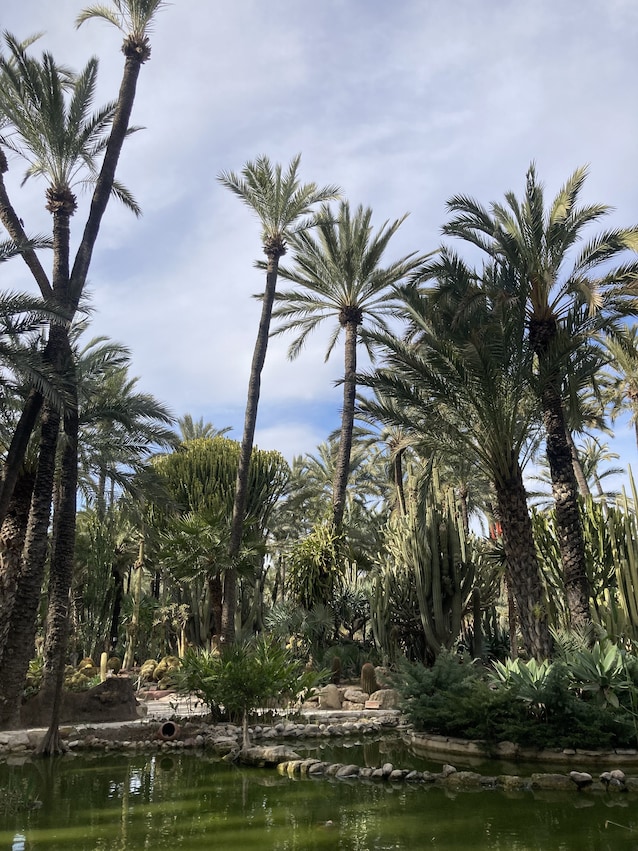 palmeral elche