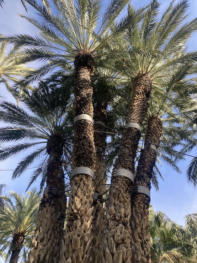 palmeral elche