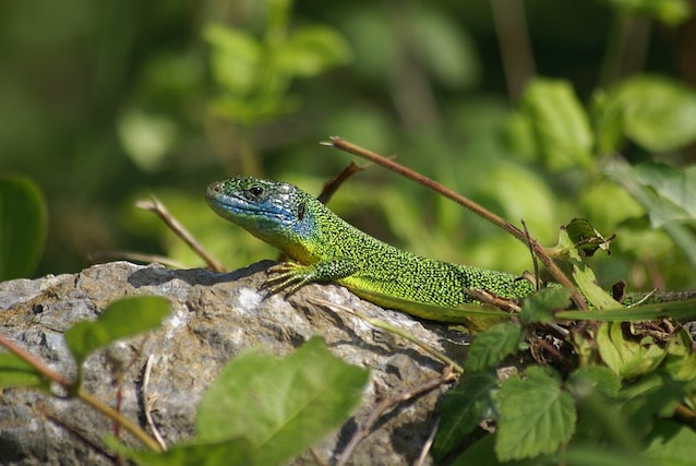 Lacerta_bilineata