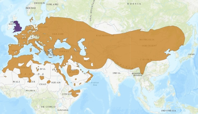 areale civetta IUCN