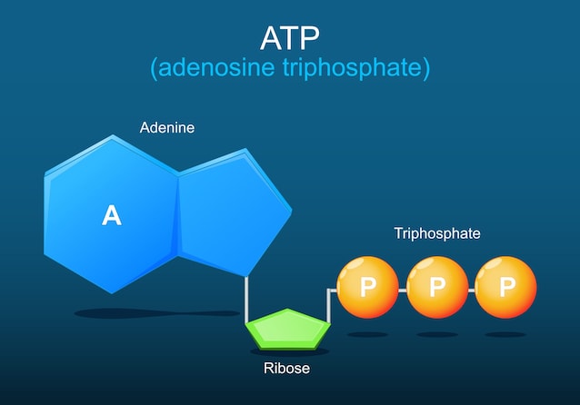 atp molecola energetica