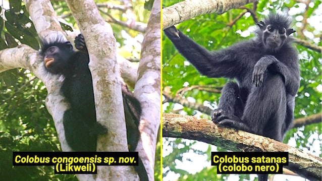 colobus congoensis e satanas
