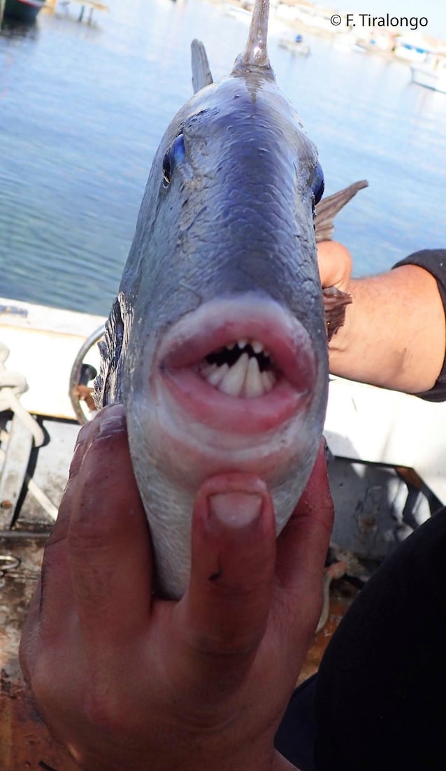dentatura pesce balestra