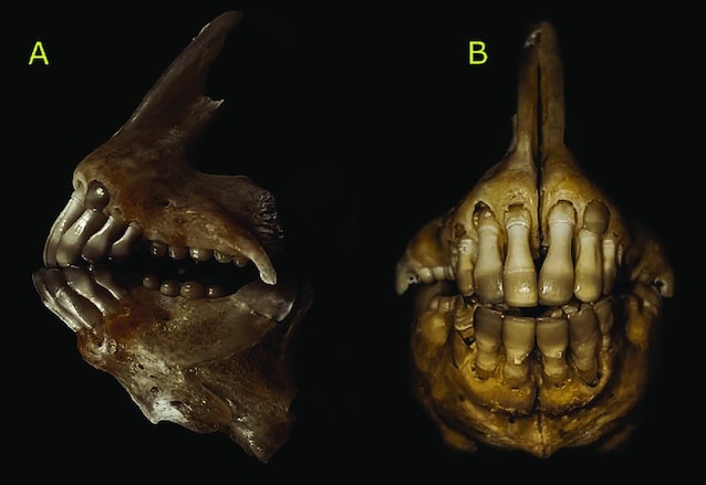 dentatura sarago