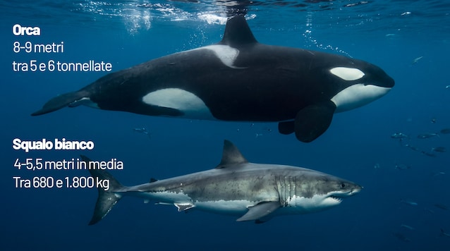differenze orca squalo