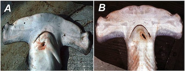 differenze squalo martello smerlato e liscio