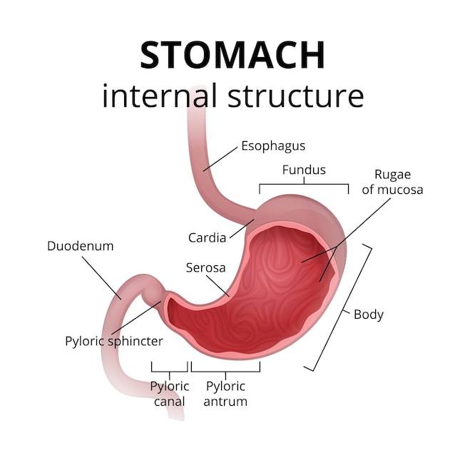 digestione stomaco anatomia