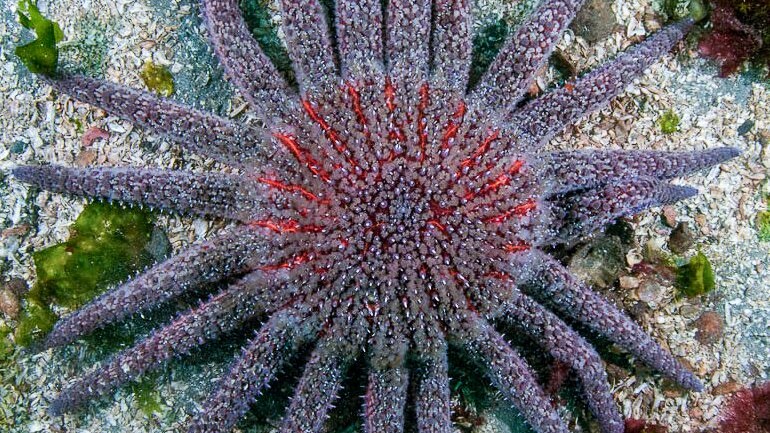 Una grande stella marina girasole