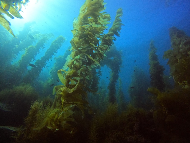 kelp gigante