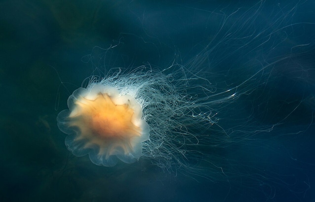lion mane jellyfish