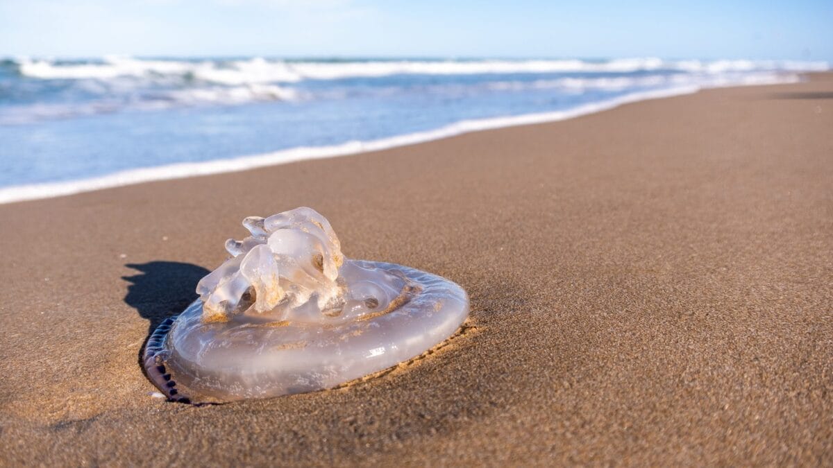 meduse spiaggiate multe