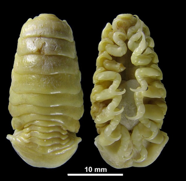 pereopodi artigli pidocchio mangialingua