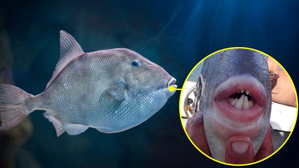 pesce balestra dentatura geopop