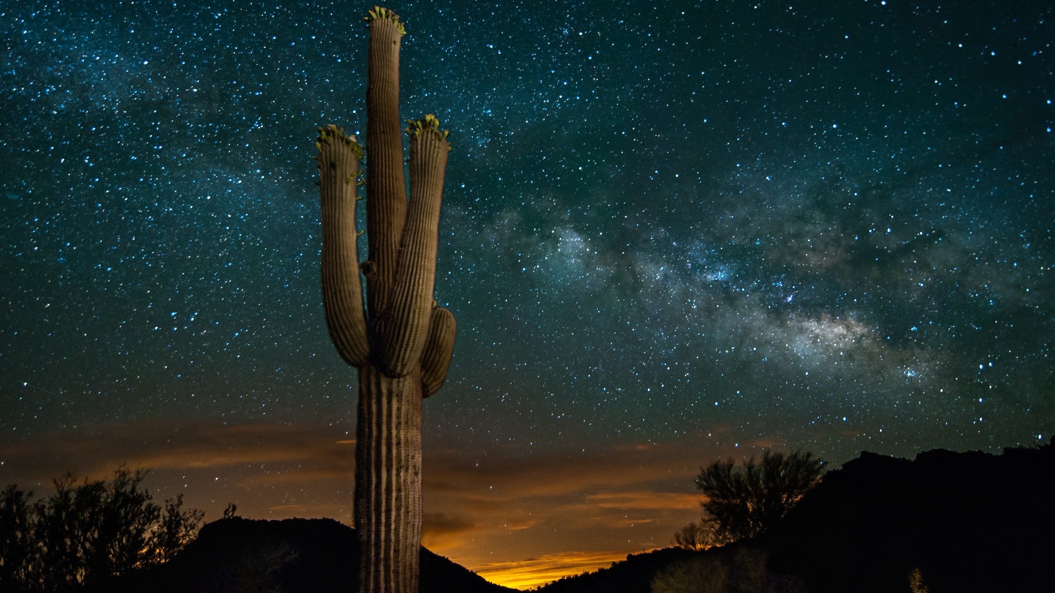 piante che fioriscono di notte