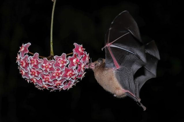 pipistrelli fiori di notte