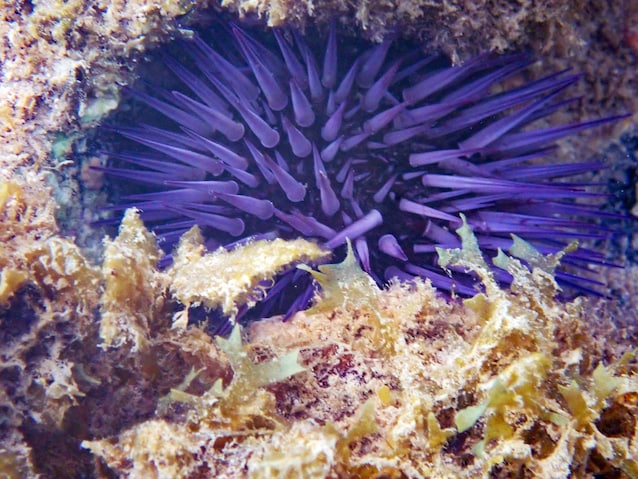 riccio di mare viola