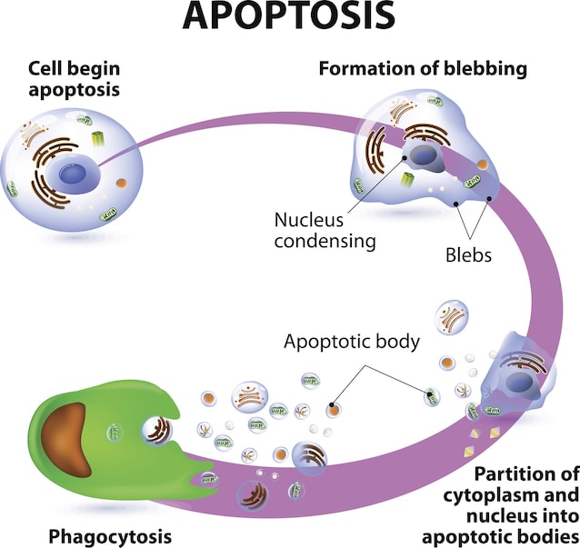 schema apoptosi