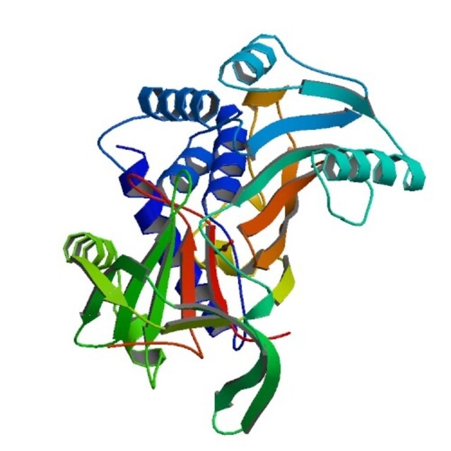 serpina3 proteina coma