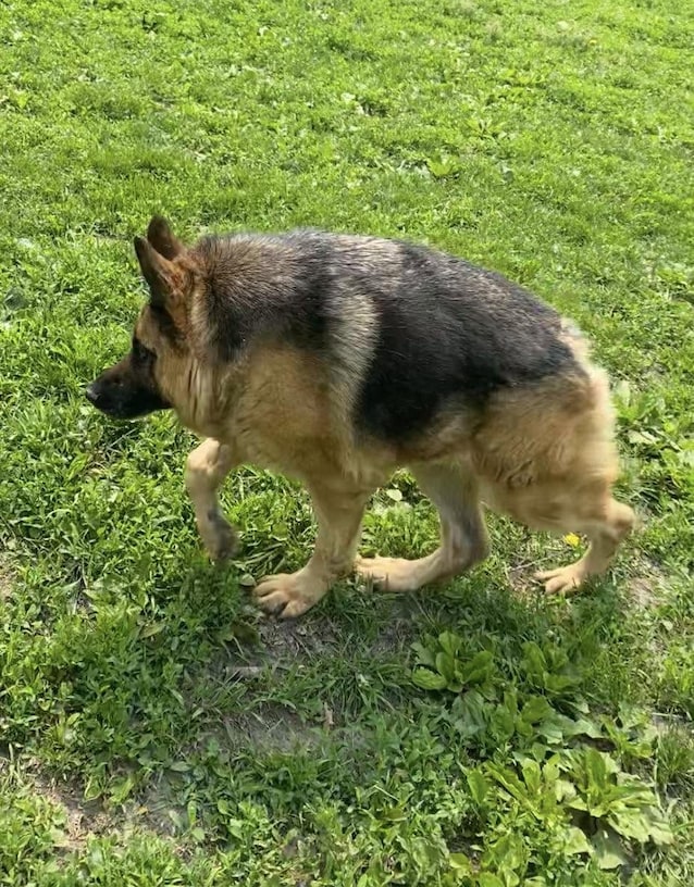 short spine syndrome dog