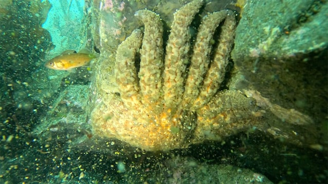 stella marina girasole NOAA