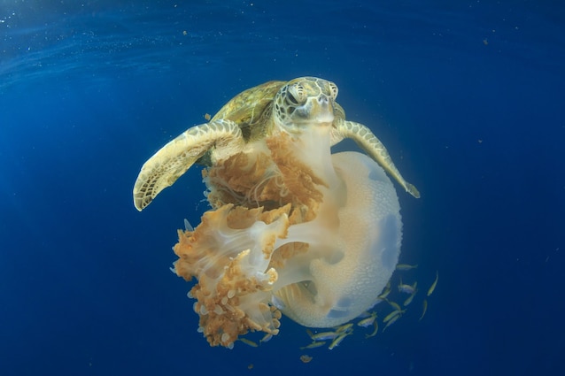 tartaruga mangia medusa