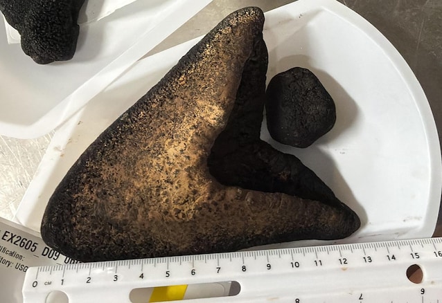 13 centimetri denti megalodonte