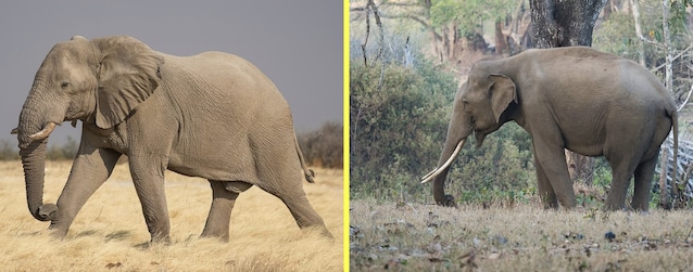 differenza dimensioni elefanti asiatico e africano