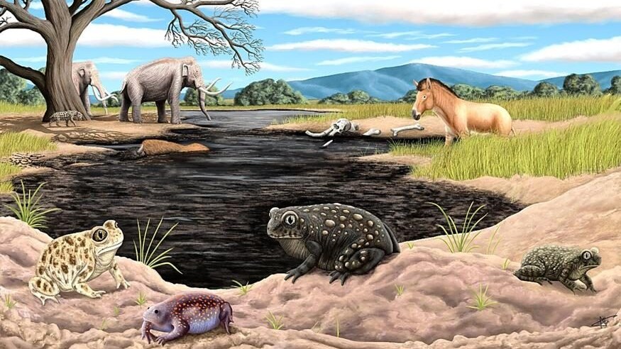 Rospo fossile sconosciuto, vissuto tra 45.000 e 11.000 anni fa, è emerso dalle fosse di catrame di La Brea