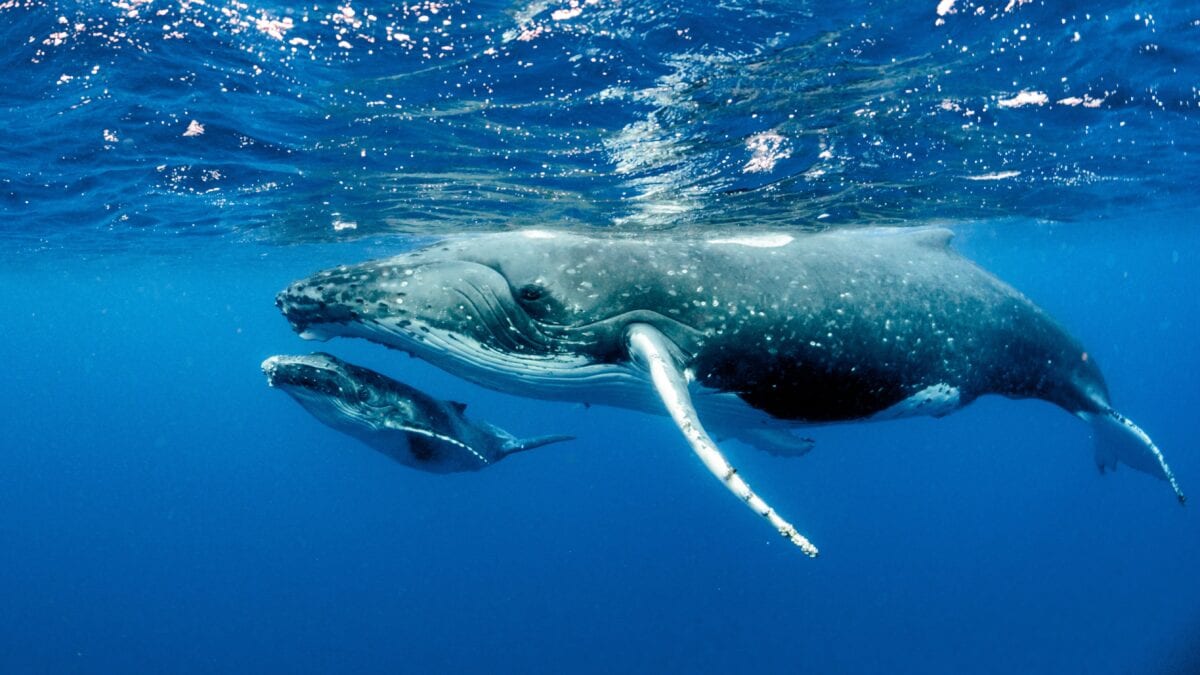 allattamento cetacei