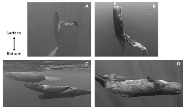 allattamento cetacei posizioni