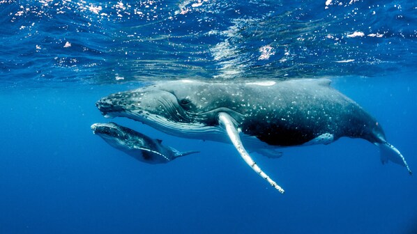 allattamento cetacei