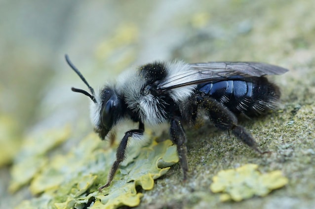 ape mineraria