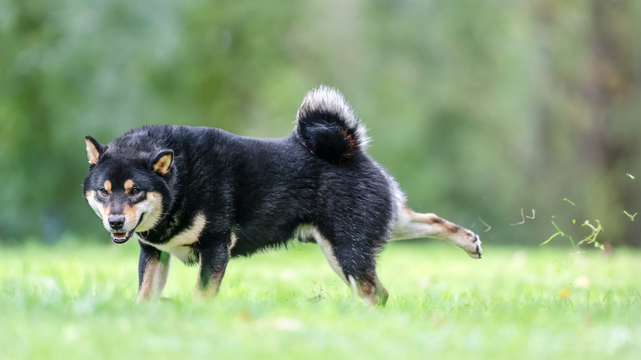Perché il cane raspa il terreno con le zampe dopo aver fatto i bisogni: non lo fa per coprirli