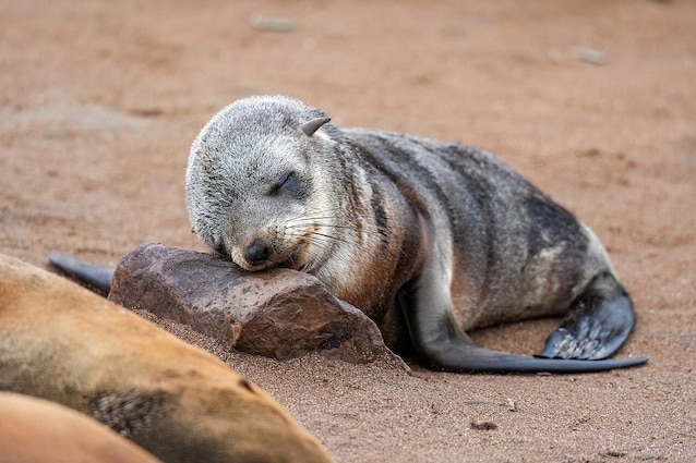 cucciolo di foca dorme
